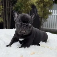 ARTHUR, a male French Bulldog for sale in Southwest Ranches, FL – Photo 7 of 8