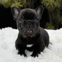 ARTHUR, a male French Bulldog for sale in Southwest Ranches, FL – Photo 1 of 8