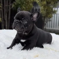 ARTHUR, a male French Bulldog for sale in Southwest Ranches, FL – Photo 2 of 8