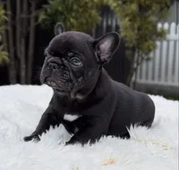 processed/9cb54016-13b4-4b15-8850-6bcde52b3370/listing/46f8cbb9-f63e-4e9c-bbb5-26633df2601f/aea2689b-3590-4c3d-9ba6-82b149e4386d