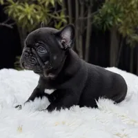 ARTHUR, a male French Bulldog for sale in Southwest Ranches, FL – Photo 4 of 8