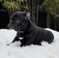 processed/9cb54016-13b4-4b15-8850-6bcde52b3370/listing/46f8cbb9-f63e-4e9c-bbb5-26633df2601f/b6787799-2bb2-43dc-8114-ac1d7ef6ce33