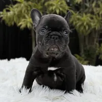 ARTHUR, a male French Bulldog for sale in Southwest Ranches, FL – Photo 5 of 8