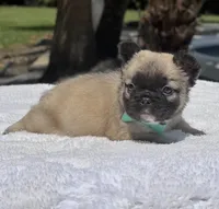 Teddy Bear, a male French Bulldog for sale in Southwest Ranches, FL – Photo 8 of 8