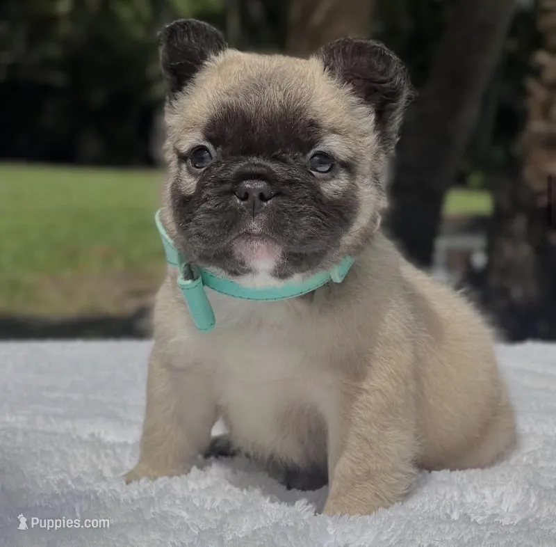 Teddy Bear – French Bulldog puppy for sale in Southwest Ranches, FL