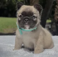 Teddy Bear, a male French Bulldog for sale in Southwest Ranches, FL – Photo 1 of 8