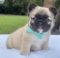 Teddy Bear, a male French Bulldog for sale in Southwest Ranches, FL – Photo 7 of 8