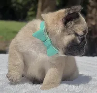 Teddy Bear, a male French Bulldog for sale in Southwest Ranches, FL – Photo 2 of 8