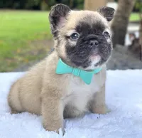 Teddy Bear, a male French Bulldog for sale in Southwest Ranches, FL – Photo 6 of 8