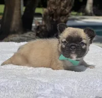 Teddy Bear, a male French Bulldog for sale in Southwest Ranches, FL – Photo 3 of 8