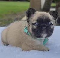 Teddy Bear, a male French Bulldog for sale in Southwest Ranches, FL – Photo 4 of 8
