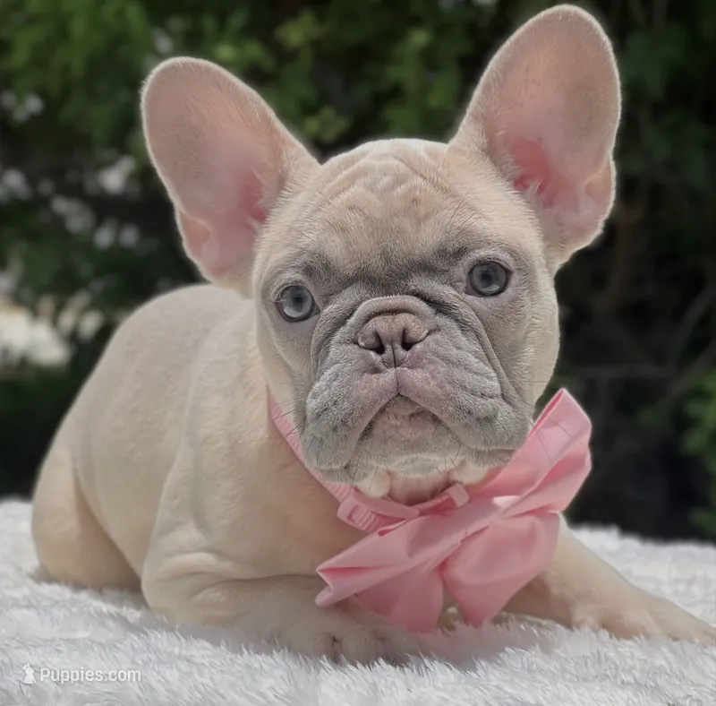 PRETTY  – French Bulldog puppy for sale in Southwest Ranches, FL