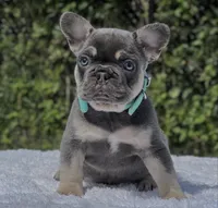 Peter, a male French Bulldog for sale in Southwest Ranches, FL – 4 of 5