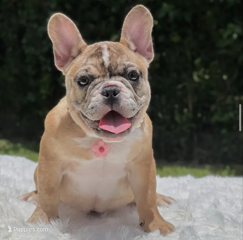 NALA – French Bulldog puppy for sale in Southwest Ranches, FL