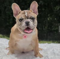 NALA, a female French Bulldog for sale in Southwest Ranches, FL – 1 of 8