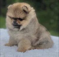 Dorito Teddy Bear Face, a male Pomeranian for sale in Southwest Ranches, FL – 3 of 7