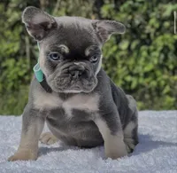 Peter, a male French Bulldog for sale in Southwest Ranches, FL – 2 of 5