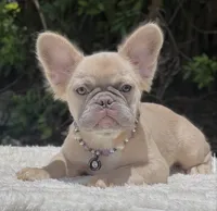 Molly - Fluffy, a female French Bulldog for sale in Southwest Ranches, FL – 2 of 5