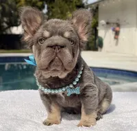 Candy Fluffy Big Rope, a female French Bulldog for sale in Southwest Ranches, FL – Photo 1 of 6