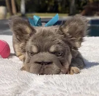 Candy Fluffy Big Rope, a female French Bulldog for sale in Southwest Ranches, FL – Photo 5 of 6