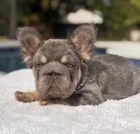 Candy Fluffy Big Rope, a female French Bulldog for sale in Southwest Ranches, FL – Photo 4 of 6