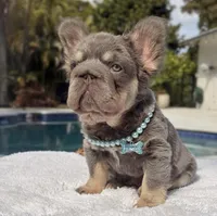 Candy Fluffy Big Rope, a female French Bulldog for sale in Southwest Ranches, FL – Photo 6 of 6