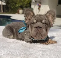 Candy Fluffy Big Rope, a female French Bulldog for sale in Southwest Ranches, FL – Photo 3 of 6