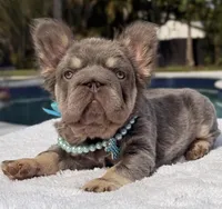 Candy Fluffy Big Rope, a female French Bulldog for sale in Southwest Ranches, FL – Photo 2 of 6