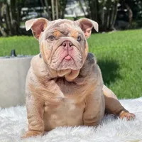 COSMO FULL AKC, a male English Bulldog for sale in Southwest Ranches, FL – Photo 3 of 8