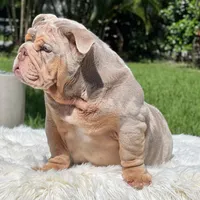 COSMO FULL AKC, a male English Bulldog for sale in Southwest Ranches, FL – Photo 6 of 8