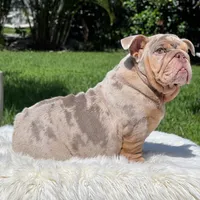 COSMO FULL AKC, a male English Bulldog for sale in Southwest Ranches, FL – Photo 8 of 8