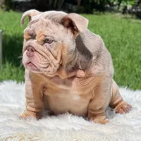 COSMO FULL AKC, a male English Bulldog for sale in Southwest Ranches, FL – Photo 7 of 8