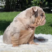 COSMO FULL AKC, a male English Bulldog for sale in Southwest Ranches, FL – Photo 4 of 8