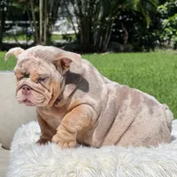 COSMO FULL AKC, a male English Bulldog for sale in Southwest Ranches, FL – Photo 5 of 8