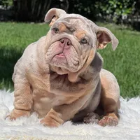 COSMO FULL AKC, a male English Bulldog for sale in Southwest Ranches, FL – Photo 2 of 8