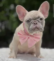 PRETTY , a female French Bulldog for sale in Southwest Ranches, FL – 3 of 6