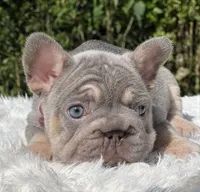 LUCKY - Big Rope, a male French Bulldog for sale in Southwest Ranches, FL – 4 of 8