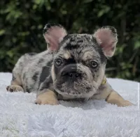 Pepper Big Rope, a male French Bulldog for sale in Southwest Ranches, FL – 2 of 7
