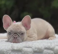 PRETTY , a female French Bulldog for sale in Southwest Ranches, FL – 2 of 6