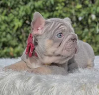 LUCKY - Big Rope, a male French Bulldog for sale in Southwest Ranches, FL – 6 of 8