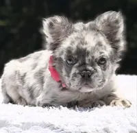 Dottie Fluffy, a female French Bulldog for sale in Southwest Ranches, FL – 8 of 8
