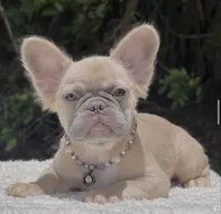 Molly - Fluffy, a female French Bulldog for sale in Southwest Ranches, FL – 3 of 5