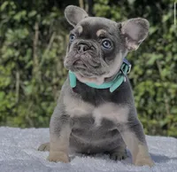 Peter, a male French Bulldog for sale in Southwest Ranches, FL – 3 of 5