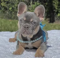 Pixie, a female French Bulldog for sale in Southwest Ranches, FL – 1 of 6
