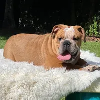 SPOTS, a male English Bulldog for sale in Southwest Ranches, FL – Photo 1 of 3