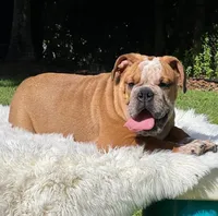 SPOTS, a male English Bulldog for sale in Southwest Ranches, FL – Photo 1 of 3