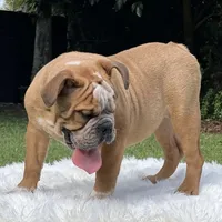 SPOTS, a male English Bulldog for sale in Southwest Ranches, FL – Photo 2 of 3