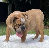SPOTS, a male English Bulldog for sale in Southwest Ranches, FL – Photo 2 of 3