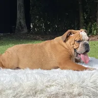 SPOTS, a male English Bulldog for sale in Southwest Ranches, FL – Photo 3 of 3