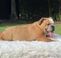 SPOTS, a male English Bulldog for sale in Southwest Ranches, FL – Photo 3 of 3